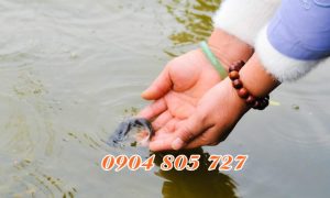 Bài văn khấn phóng sinh tại nhà các bước chuẩn bị vào các dịp lễ